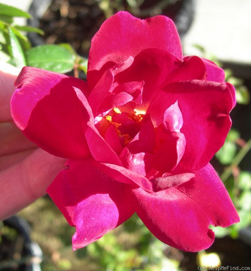 'ABDXPB' rose photo