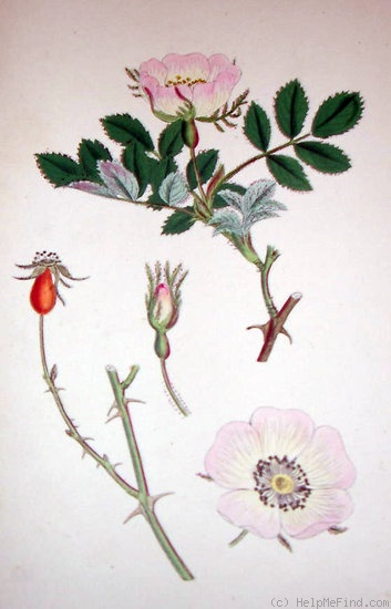 '<i>R. sepium</i>' rose photo