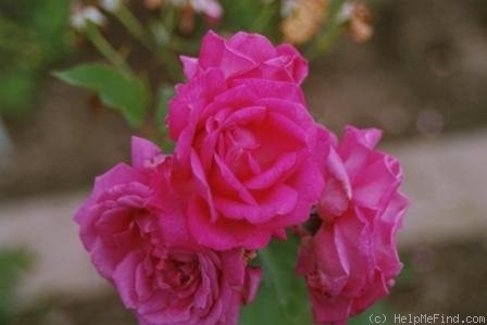 'Mademoiselle Louise Chabrier' rose photo