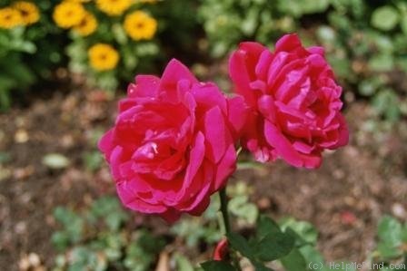 'Madame Méha Sabatier' rose photo