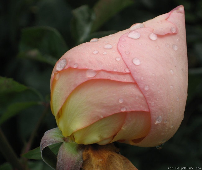 'Voodoo (hybrid tea, Christensen, 1988)' rose photo