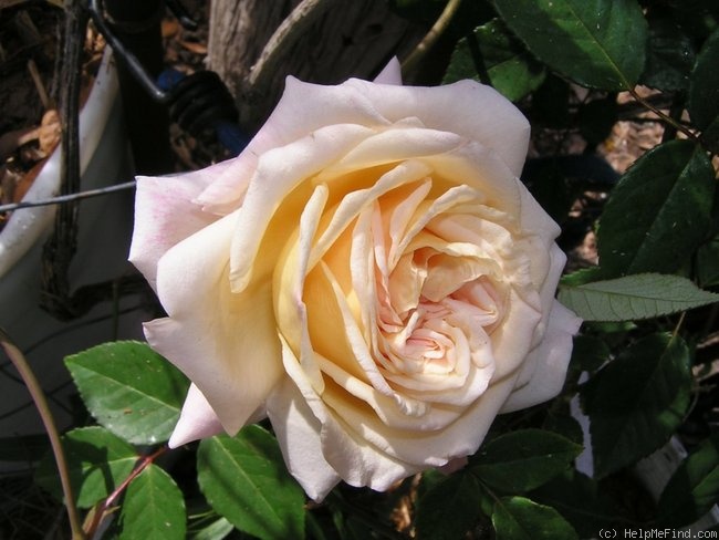 'Mademoiselle Franziska Krüger' rose photo