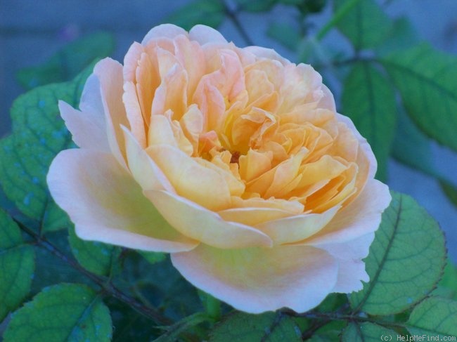'Lady Emma Hamilton' rose photo