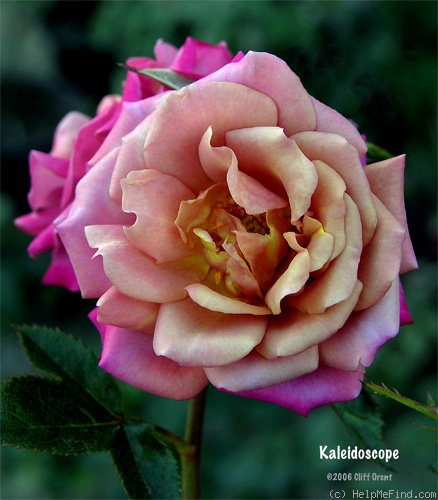 kaleidoscope roses 1800flowers