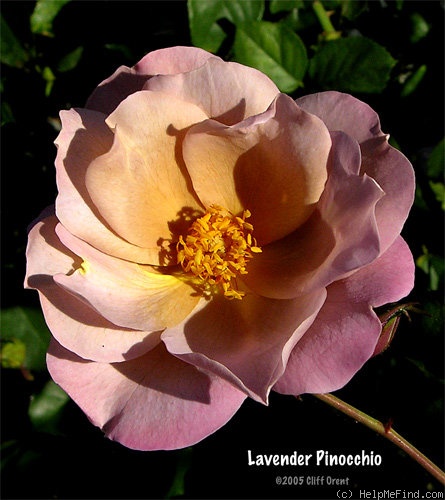 'Lavender Pinocchio (Floribunda, Boerner, 1948)' rose photo