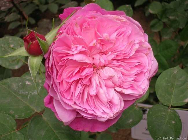 'Accademia ®' rose photo