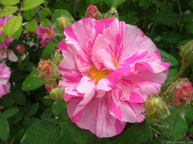 'Rosa Mundi (gallica, before 1658)' rose photo