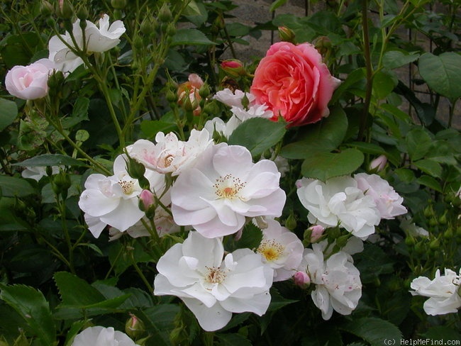 'Vierge Folle ®' rose photo