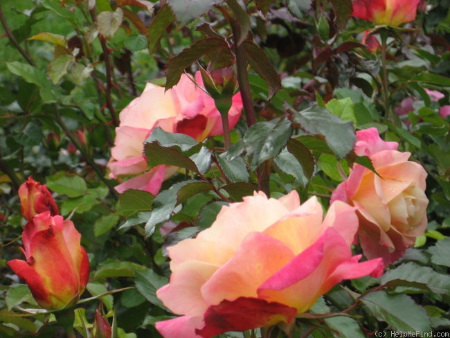 'Rainbow Sorbet ™' rose photo