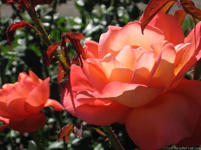 'Voodoo (hybrid tea, Christensen, 1988)' rose photo