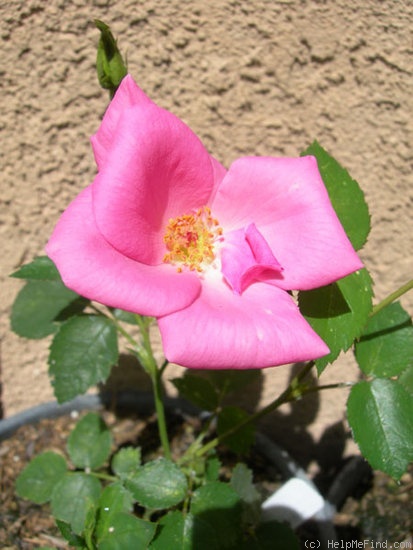 'ARMLB2XSTM' rose photo
