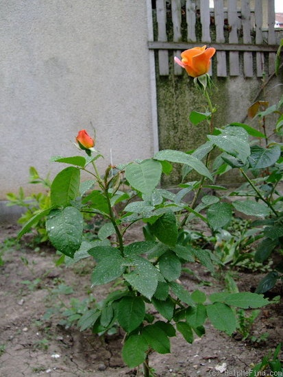 'Doris Tysterman' rose photo