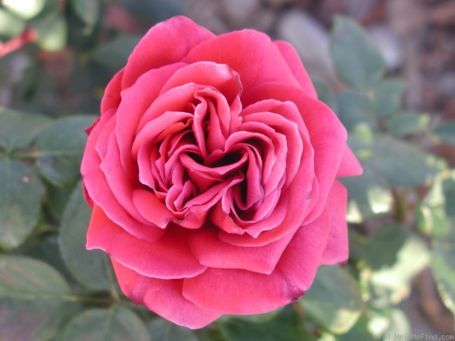 'Black Tea' rose photo