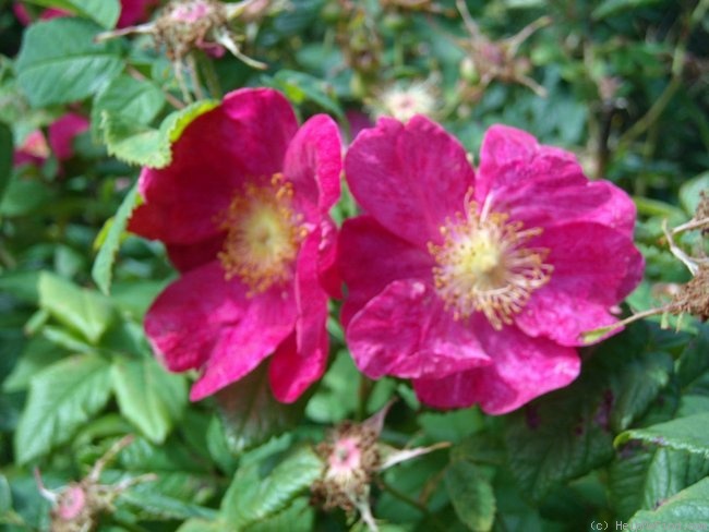 'Frankfurt (Gallica)' rose photo