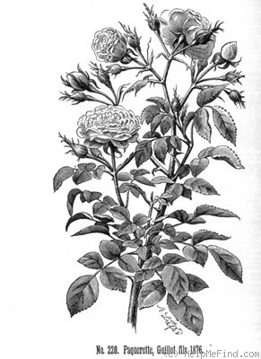 'Pâquerette (polyantha, Guillot, 1872)' rose photo
