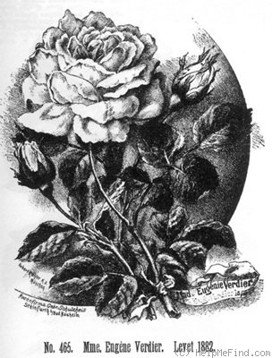 'Madame Eugène Verdier (tea, Levet, 1882)' rose photo