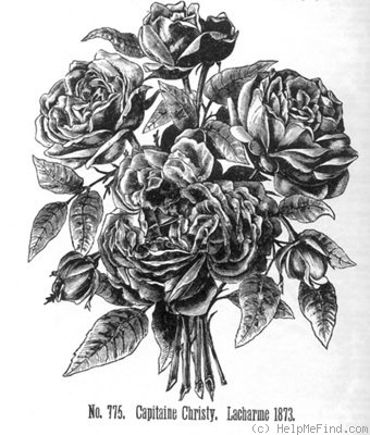 'Capitaine Christy (hybrid tea, Lacharme, 1873)' rose photo