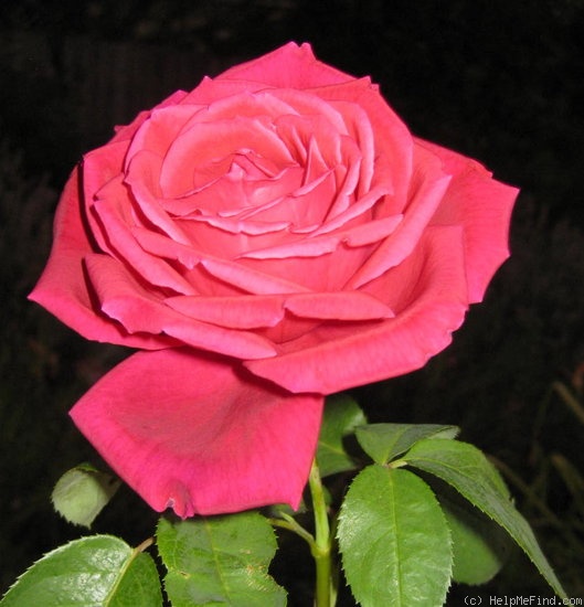 'Myrna Courage' rose photo