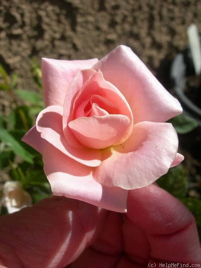 'ARMLB2XRBSTD1' rose photo