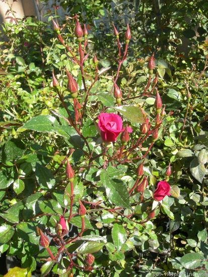 'RBXSTM' rose photo