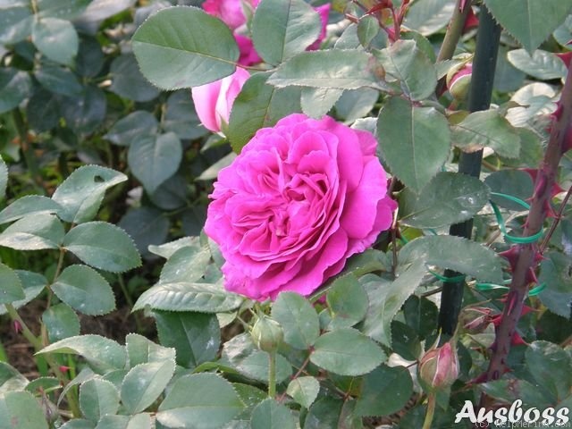 'Chartreuse de Parme' rose photo