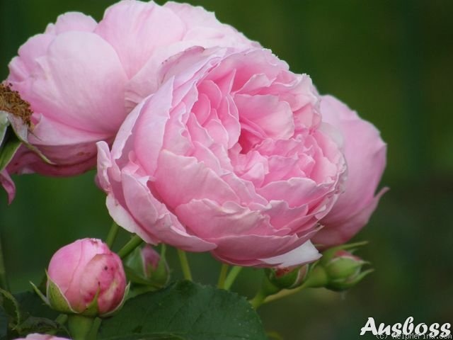 'Eckart Witzigmann' rose photo