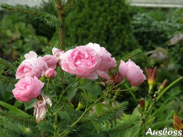 'Eckart Witzigmann' rose photo