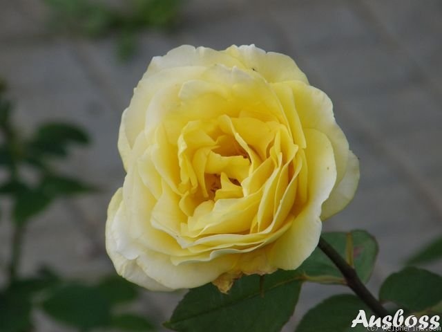 'Dune ®' rose photo