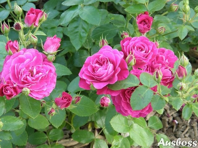 'Bordure Magenta ®' rose photo