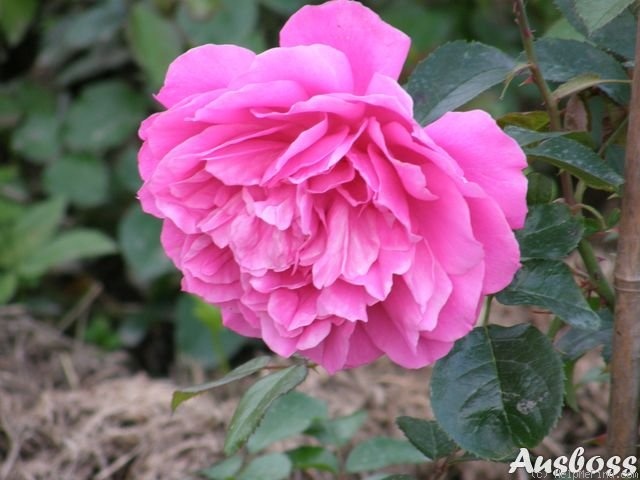 'Saint-Exupéry ® (hybrid tea, Delbard 2003)' rose photo