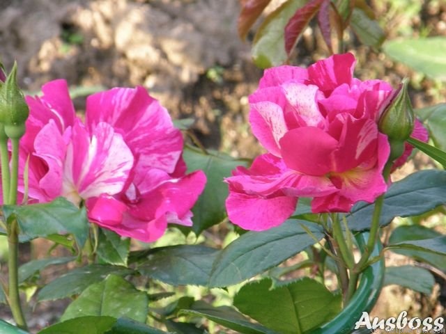 'Guy Savoy' rose photo