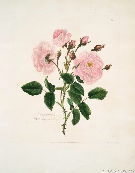 'Blush Provence' rose photo