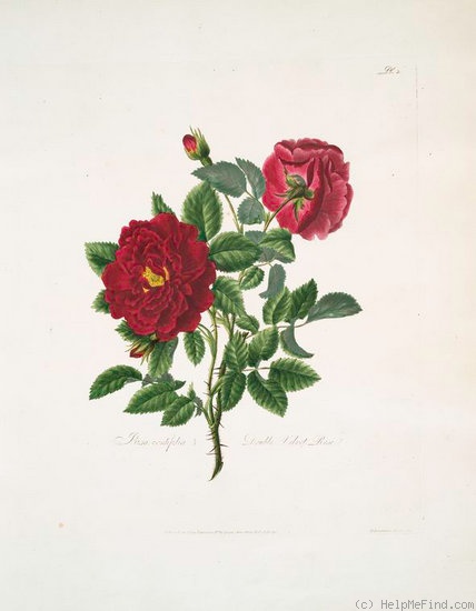 'Double Velvet Rose (gallica)' rose photo