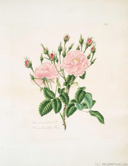'Blush monthly' rose photo