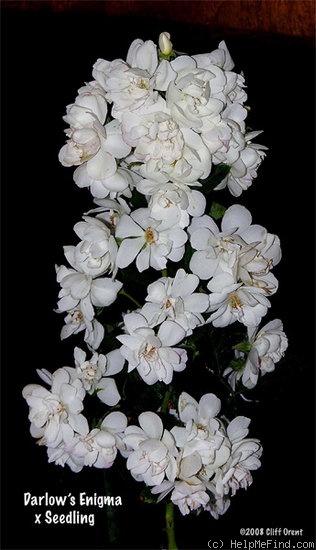 'P.S. I Love You (hybrid musk, Orent before 2007)' rose photo