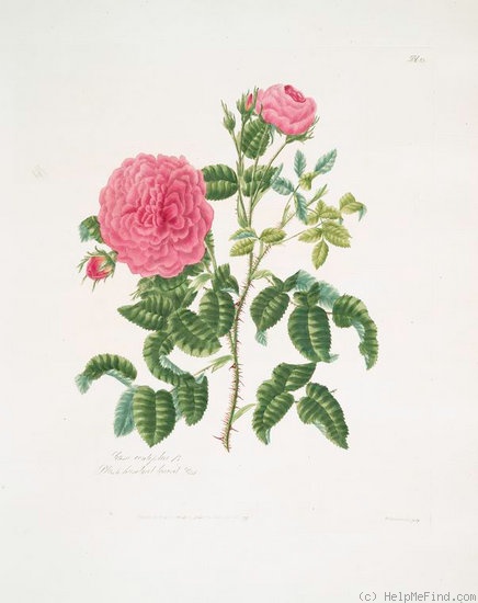 'Blush hundred-leaved' rose photo