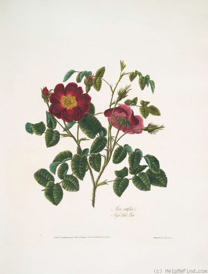 'Single Velvet Rose' rose photo