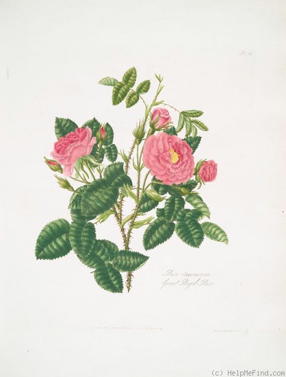 'Great Royal Rose' rose photo