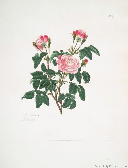 'Lisbon rose' rose photo