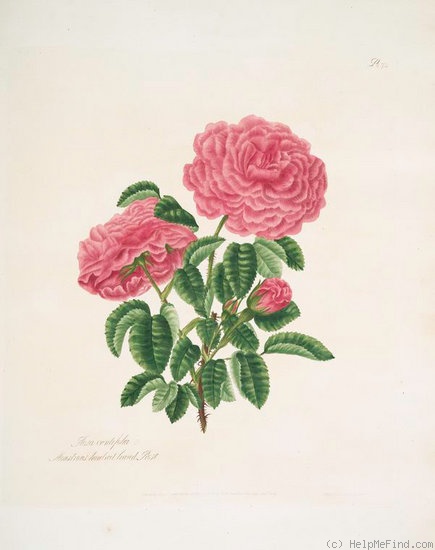 'Monstrous hundred-leaved rose' rose photo