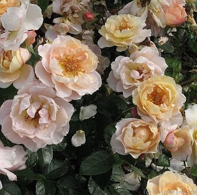 'Calapuno' rose photo