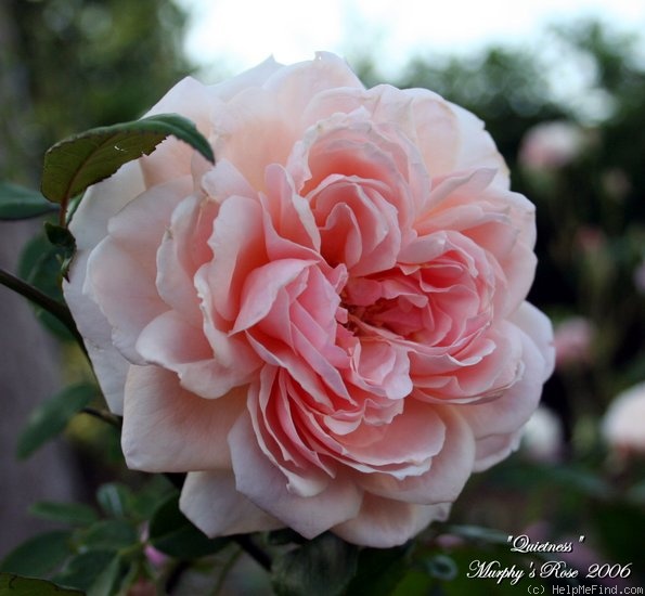 'Quietness' rose photo
