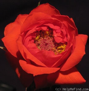 'Hot Shot' rose photo