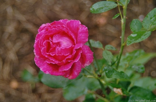 'Pierre Guillot' rose photo