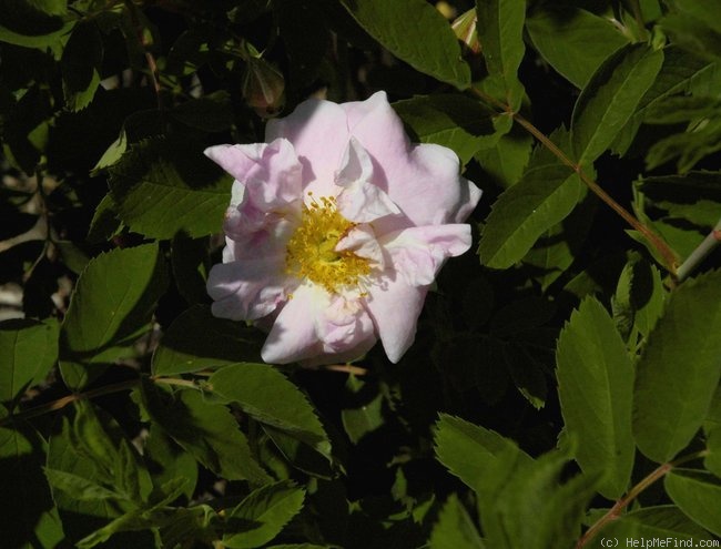 'Helen Bland' rose photo