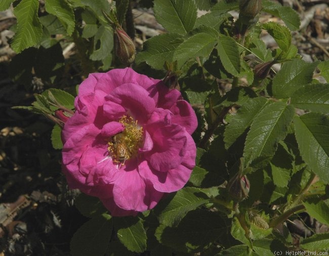 'Madeleine Bugnet' rose, click to enlarge 'Madeleine Bugnet' rose photo