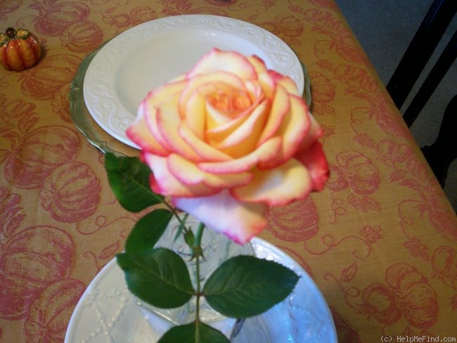 'Dream Come True ™ (grandiflora, Pottschmidt, 2006)' rose photo