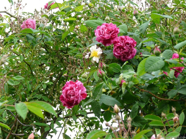 'Ferdinand Pichard' rose photo
