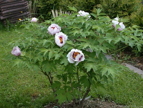 'Fen Jin Yu 粉金玉' peony photo