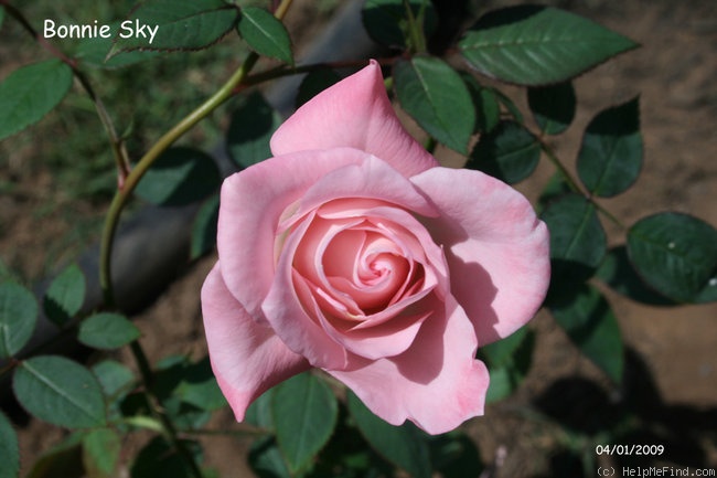 'Bonnie Sky™' rose photo